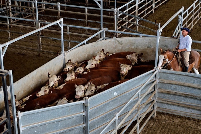 Rinder aus Mercosur-Staaten: Ihre Haltung entspricht oft nicht den strengen Standards in ...