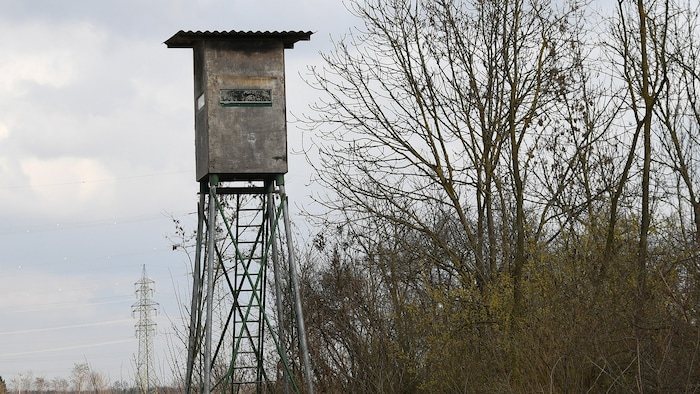 Der Jäger hatte von einem Hochstand aus geschossen (Symbolbild).