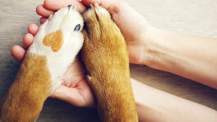 In unserer Kultur wird Tieren ein zentraler Stellenwert beigemessen.