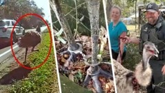 Handschellen als Fußfesseln für das Federvieh