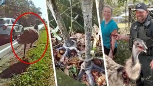 Handschellen als Fußfesseln für das Federvieh