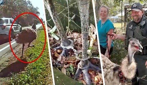 Handschellen als Fußfesseln für das Federvieh