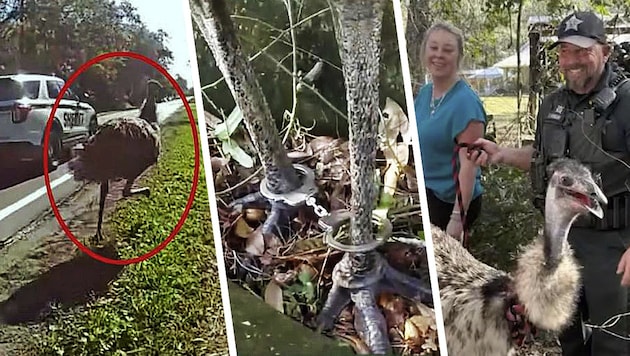 Handschellen als Fußfesseln für das Federvieh