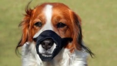 Noch immer wissen manche Tierhalter nicht, dass die – verbotenen – Maulschlaufen Lebensgefahr ...