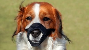 Noch immer wissen manche Tierhalter nicht, dass die – verbotenen – Maulschlaufen Lebensgefahr ...