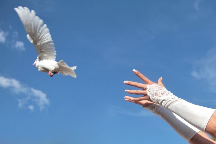 Viele wissen noch immer nicht: „Hochzeitstauben“ bedeuten für die Tiere unnötiges Leid.