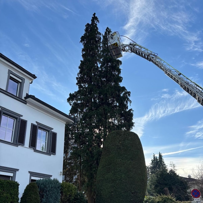 Hoch hinaus wollte das Kätzchen.