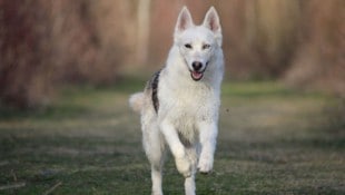 Die vierjährige, fröhliche „Bailey“ wurde mit einem Fuchs verwechselt und erschossen.