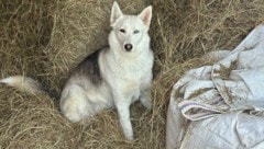 „Bailey“, hier im Heulager am Hof, ist von einem Jäger erschossen worden. Dieser hielt den ...