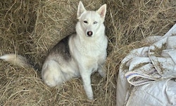 „Bailey“, hier im Heulager am Hof, ist von einem Jäger erschossen worden. Dieser hielt den ...