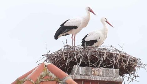 Besonders beeindruckend waren die Störche auf Kaminen beim Adventmarkt in Rust.