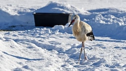 „Rudi“ gefällt es in Eberndorf offenbar besonders gut.
