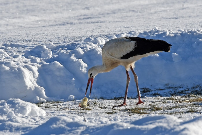 Knapp 700 Gramm Futter braucht er am Tag.