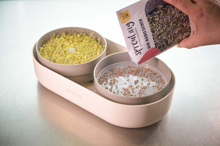 Sprossen sind Samen mit Wurzel, Micro-Greens haben neben den Keimblättern auch schon zwei ...