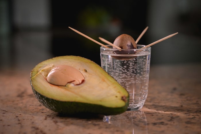 Aus dem Kern lässt sich ein kleines Avocado-Bäumchen ziehen.