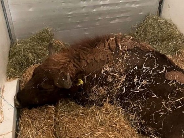 Ina – eine Wisent Kuh auf den Weg in die Heimat ihrer Art.