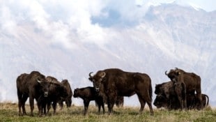 Bisons – auch Bergwisent genannt – wurden eins im Kaukasus ausgerottet. Der WWF bringt sie seit ...