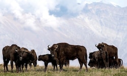 Bisons – auch Bergwisent genannt – wurden eins im Kaukasus ausgerottet. Der WWF bringt sie seit ...