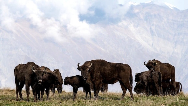 Bisons – auch Bergwisent genannt – wurden eins im Kaukasus ausgerottet. Der WWF bringt sie seit ...