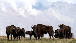 Bisons – auch Bergwisent genannt – wurden eins im Kaukasus ausgerottet. Der WWF bringt sie seit ...