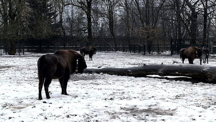 BIsons im Tierpark: Große Pflanzenfresser sind aber viel wichtiger für das Ökosystem in der ...