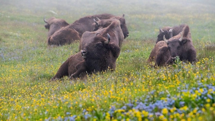 Angekommen: die Bisons werden in der freien Wildbahn wieder angesiedelt.