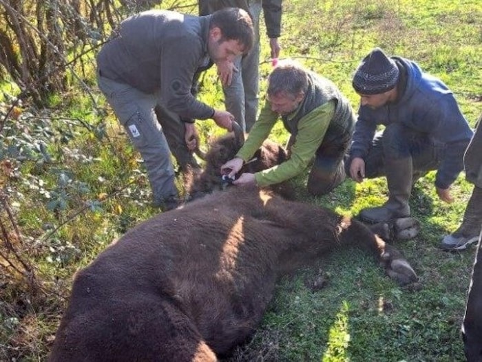 Die Tiere werden für den Transport vorbereitet, damit sie stressfrei in der neuen Umgebung ...