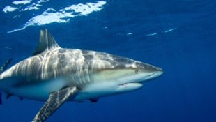 Seit Sonntag haben Haie in Sydney gleich drei Menschen angegriffen und zwei von ihnen schwer ...