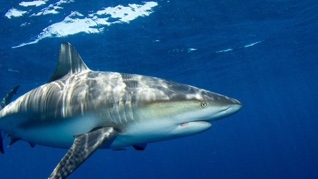 Seit Sonntag haben Haie in Sydney gleich drei Menschen angegriffen und zwei von ihnen schwer ...