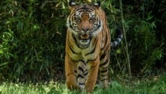 Der Bengalische Tiger gilt als stark gefährdet.