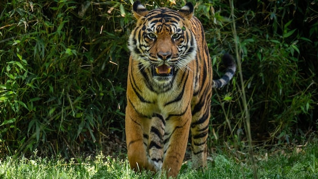 Der Bengalische Tiger gilt als stark gefährdet.