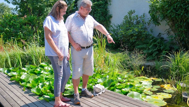 Karin und Wolfgang Knoll im Sommer 2025 bei ihrem Schwimmteich in Pasching – damals lautete das ...