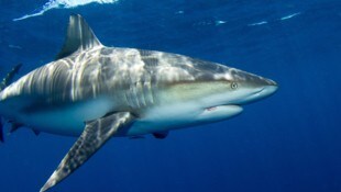 Der Bullenhai verdankt seinen Namen seinem Körperbau, wie auch seinem ihm oft zugeschriebenen ...