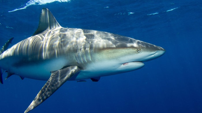 Bullenhaie sind besonders oft in Angriffe auf Menschen involviert, sie leben im küstennahen ...