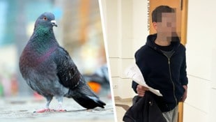 34-jähriger Wiener wollte Straßentaube in seiner Wohnung als Haustier halten – für den Transport ...