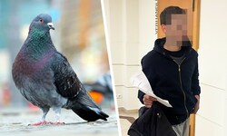 34-jähriger Wiener wollte Straßentaube in seiner Wohnung als Haustier halten – für den Transport ...