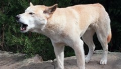 Ein Dingo in Australien (Symbolbild)