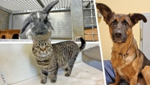 Duchess Fluffington (u.), Ouzo (o.) und die Hündin Octavia warten noch sehnlichst auf ihre ...