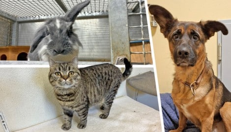 Duchess Fluffington (u.), Ouzo (o.) und die Hündin Octavia warten noch sehnlichst auf ihre ...