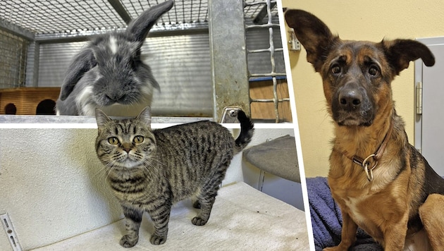 Duchess Fluffington (u.), Ouzo (o.) und die Hündin Octavia warten noch sehnlichst auf ihre ...