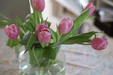 Tulpen gehören zu den beliebtesten Geschenken.