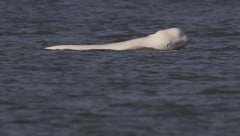 Einem Fotografen gelang diese tolle Aufnahme von dem Belugawal.