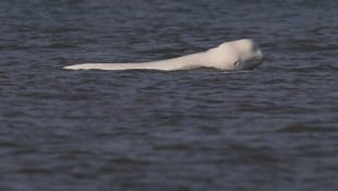 Einem Fotografen gelang diese tolle Aufnahme von dem Belugawal.