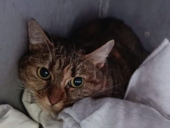 Ruhiges Zuhause erträumt