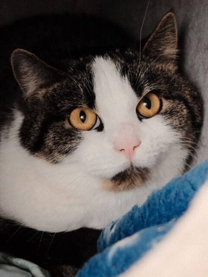 Sehr anlehnungsbedürftiger Kater Rio