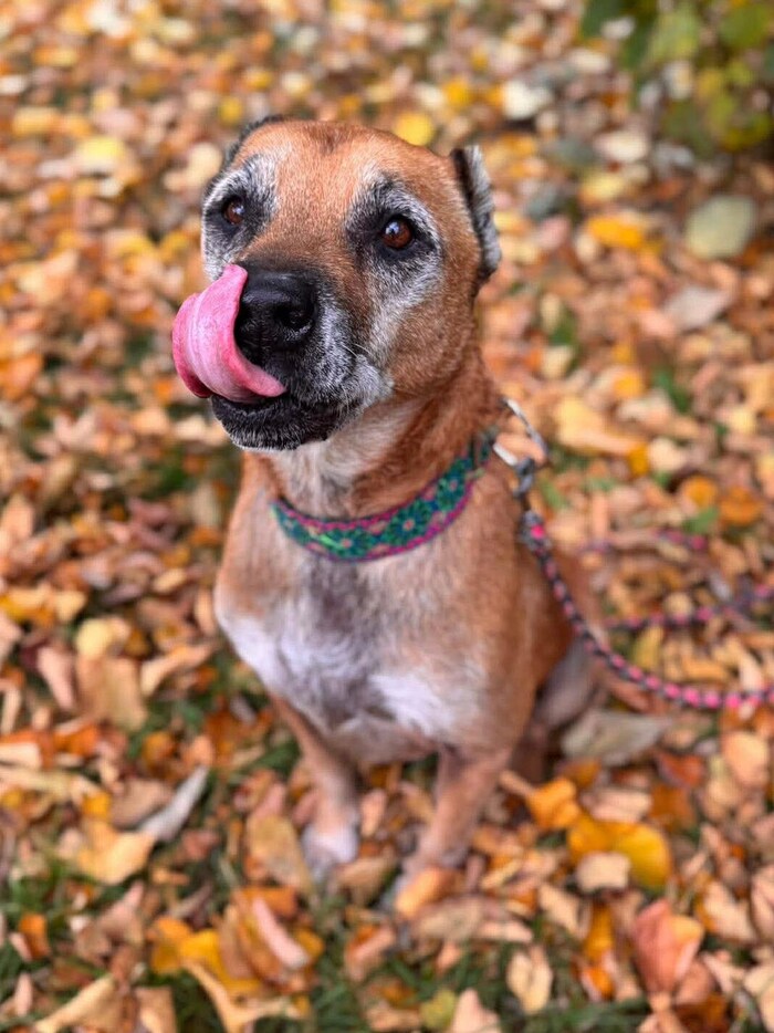 Wer wünscht sich Elmo als treuen Freund fürs Leben?