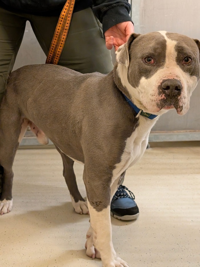 Wer kennt diesen Hund?