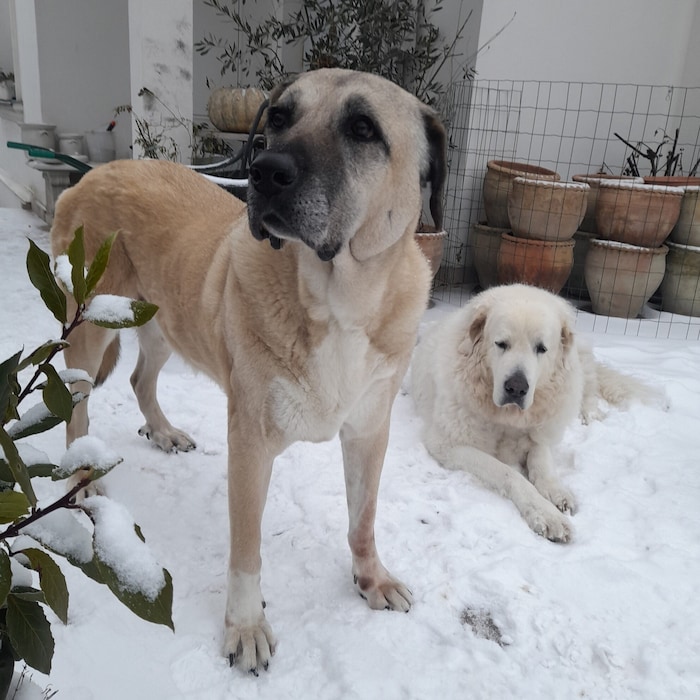 „Symbül“ erhielt ebenso wie...