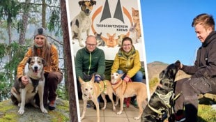 Ehemalige Tierheim-Dauergäste in ihrem neuen Zuhause: „Benji“, „Rubia“ und „Margarita“ ...