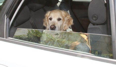Hunde sind im Auto schnell von Überhitzung bedroht. Sie können ihre Körper- temperatur nur sehr ...
